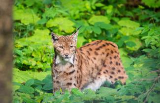 Luchs im Nationalpark Bayerischer Wald