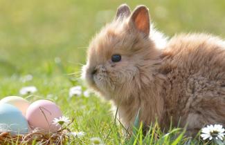 Günstiger Osterurlaub im Bayerischen Wald