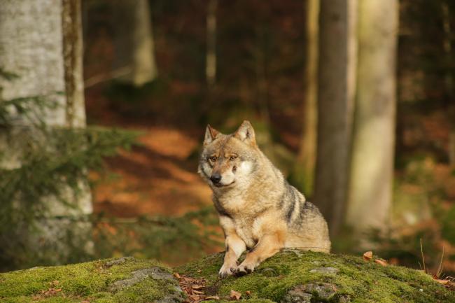 Wolf im abendlichen Sonnenlicht im Tierfreigelände des Nationalparkzentrums Lusen im Nationalpark Bayerischer Wald