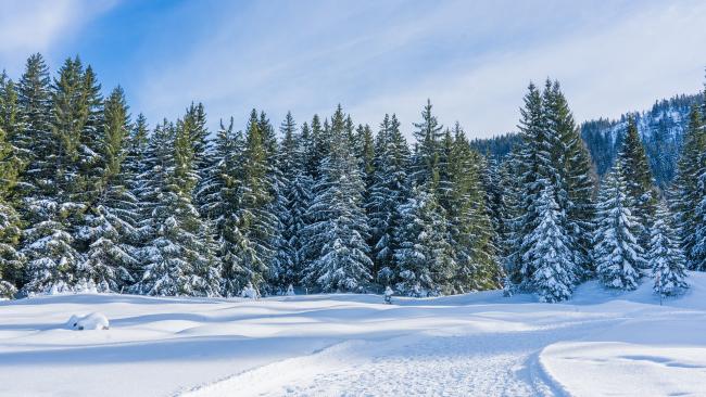 Bayerischer Wald im Winter