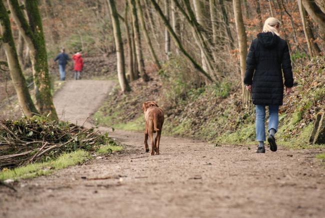 Wandern mit dem Hund