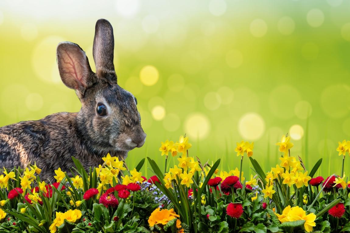 Osterangebot und Frühlingsangebot im Bayerischen Wald