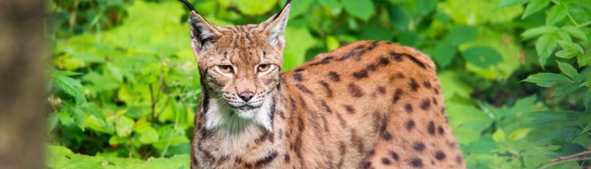 Luchs im Nationalpark Bayerischer Wald