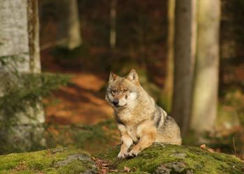 Wolf im abendlichen Sonnenlicht im Tierfreigelände des Nationalparkzentrums Lusen im Nationalpark Bayerischer Wald