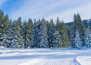 Bayerischer Wald im Winter
