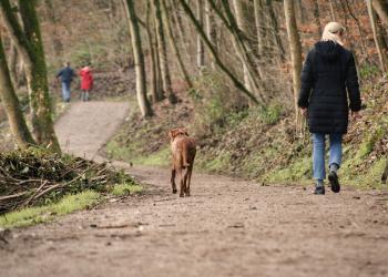 Wandern mit dem Hund