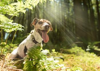 Urlaub mit Hund
